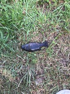 Smallmouth Bass