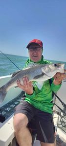 European Bass (Seabass)