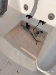 Mackerel