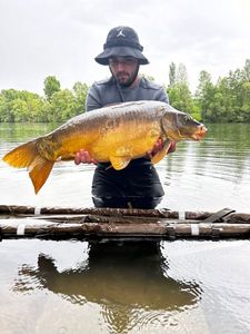 Mirror Carp
