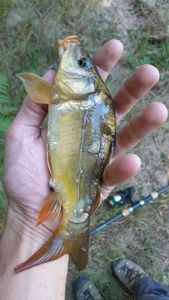 Mirror Carp