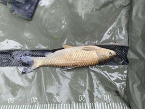 Silver Carp
