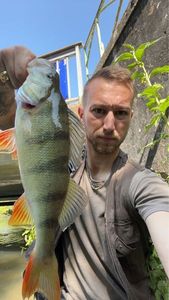 European Perch