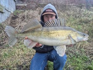 Zander