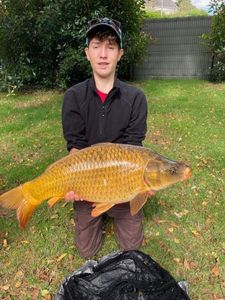 Common Carp
