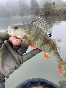 European Perch