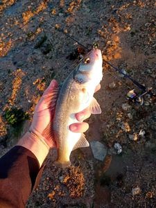 European Bass (Seabass)