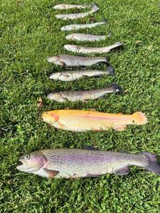Rainbow Trout