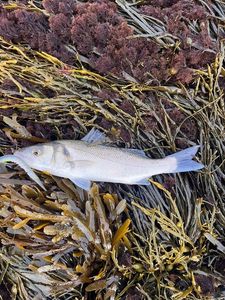 European Bass (Seabass)