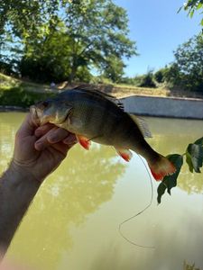 European Perch