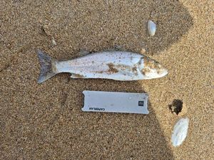 European Bass (Seabass)