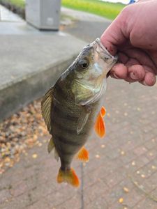 European Perch