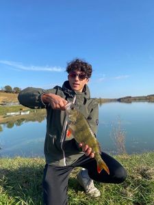 European Perch