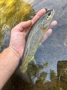 Brown Trout