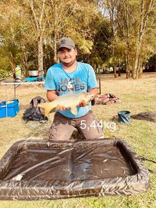 Common Carp