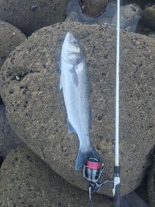 European Bass (Seabass)