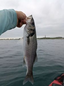 European Bass (Seabass)