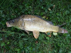 Common Carp