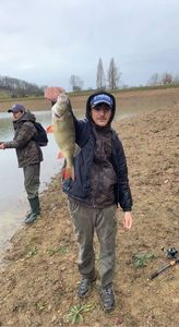 Yellow Perch