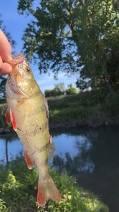 European Perch