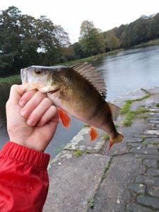 European Perch
