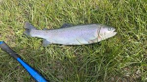Cutthroat Trout