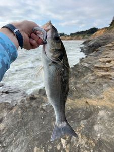European Bass (Seabass)