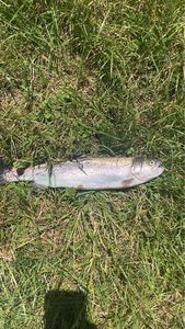 Rainbow Trout