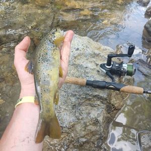 Brown Trout