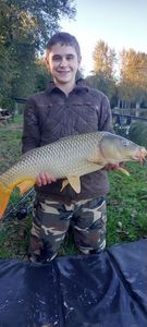 Common Carp