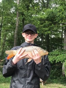 Mirror Carp