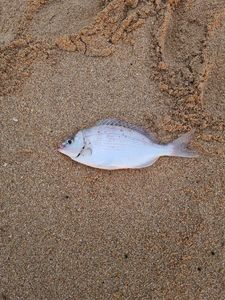 Black Seabream