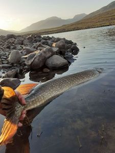 Northern Pike