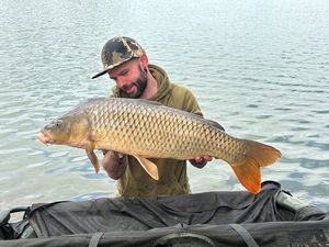 Common Carp