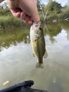 Smallmouth Bass