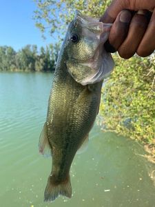 Largemouth Bass