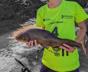 Tench
