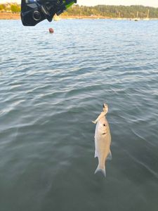 European Bass (Seabass)