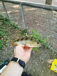 Yellow Perch