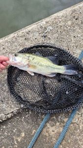 Largemouth Bass