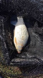 Crucian Carp
