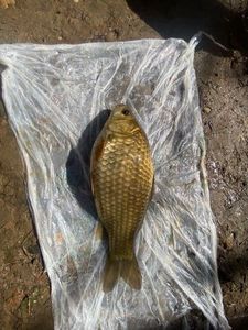 Crucian Carp