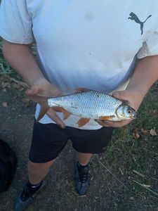 Roach