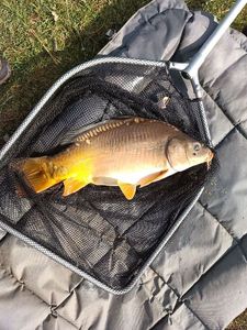 Leather Carp