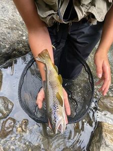 Brown Trout