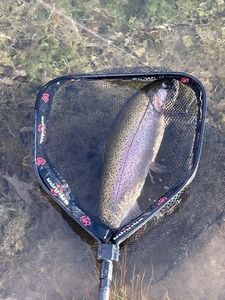 Rainbow Trout
