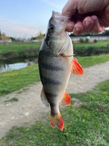 European Perch