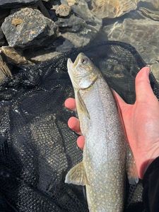 Lake Trout