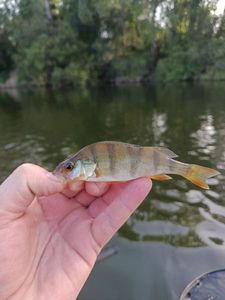 European Perch