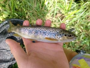 Brown Trout